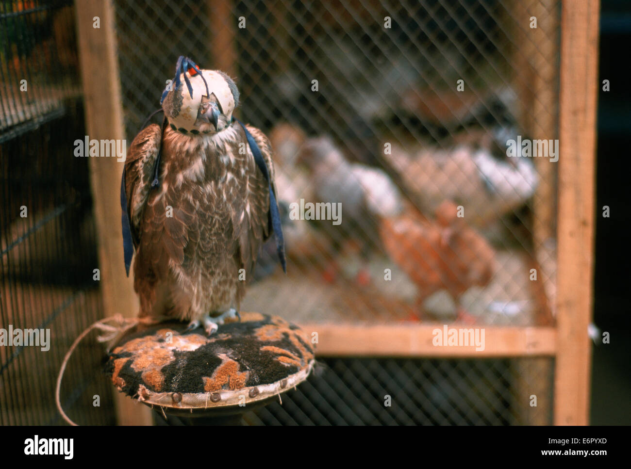 Hooded falcon on sell in a shop. In the background, pigeons in cage ( Pakistan) Stock Photo