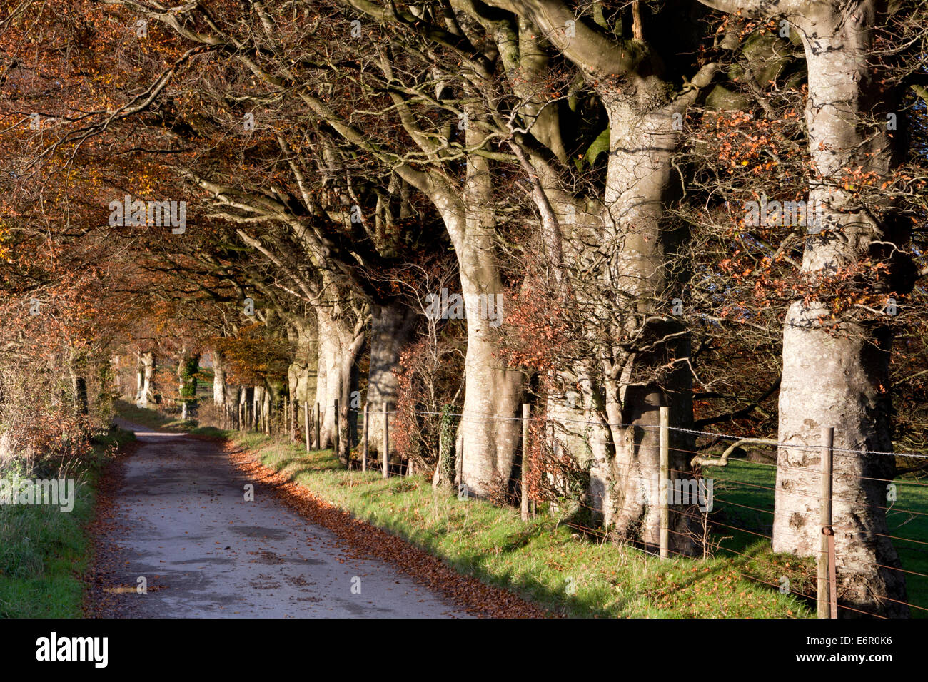 An avenue of beech trees at Corton Hill, near Warminster in Wiltshire, England. Stock Photo
