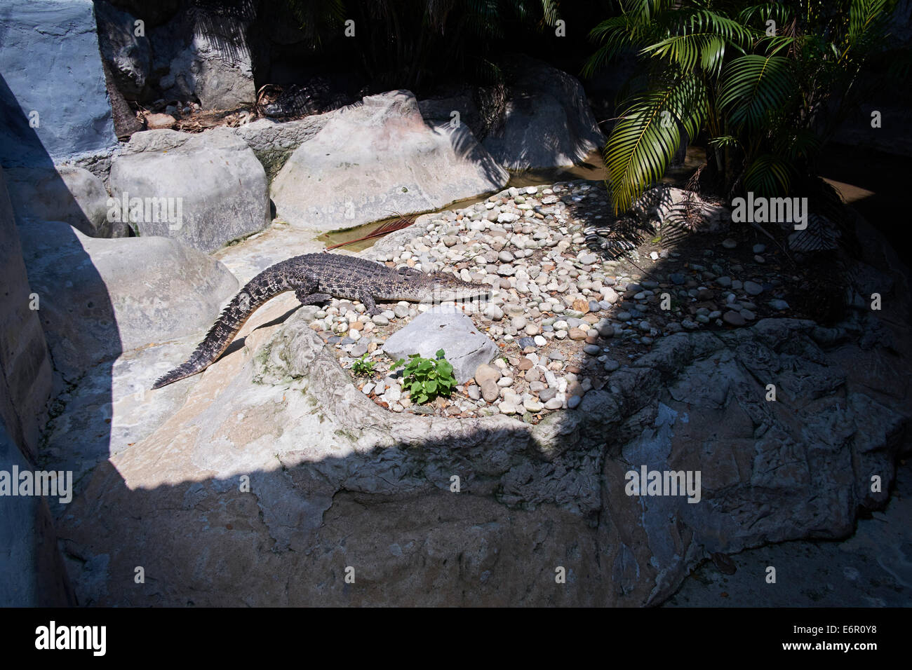 Bangkok ZooThailand. A cayman basking in the summer sun Stock Photo