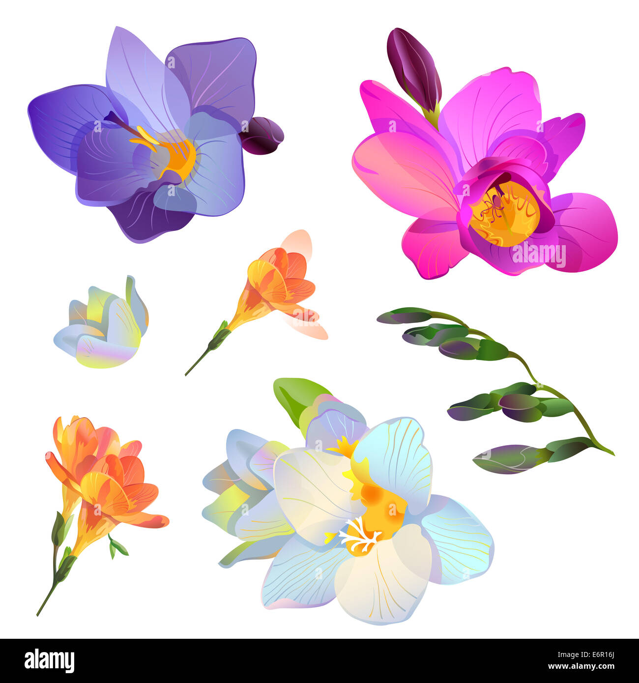 Isolated pink, white and blue freesia flowers and branches for your design Stock Photo