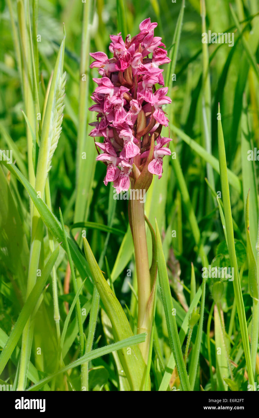 Early Marsh Orchid - Dactylorhiza incarnata coccinea Whole plant Stock Photo