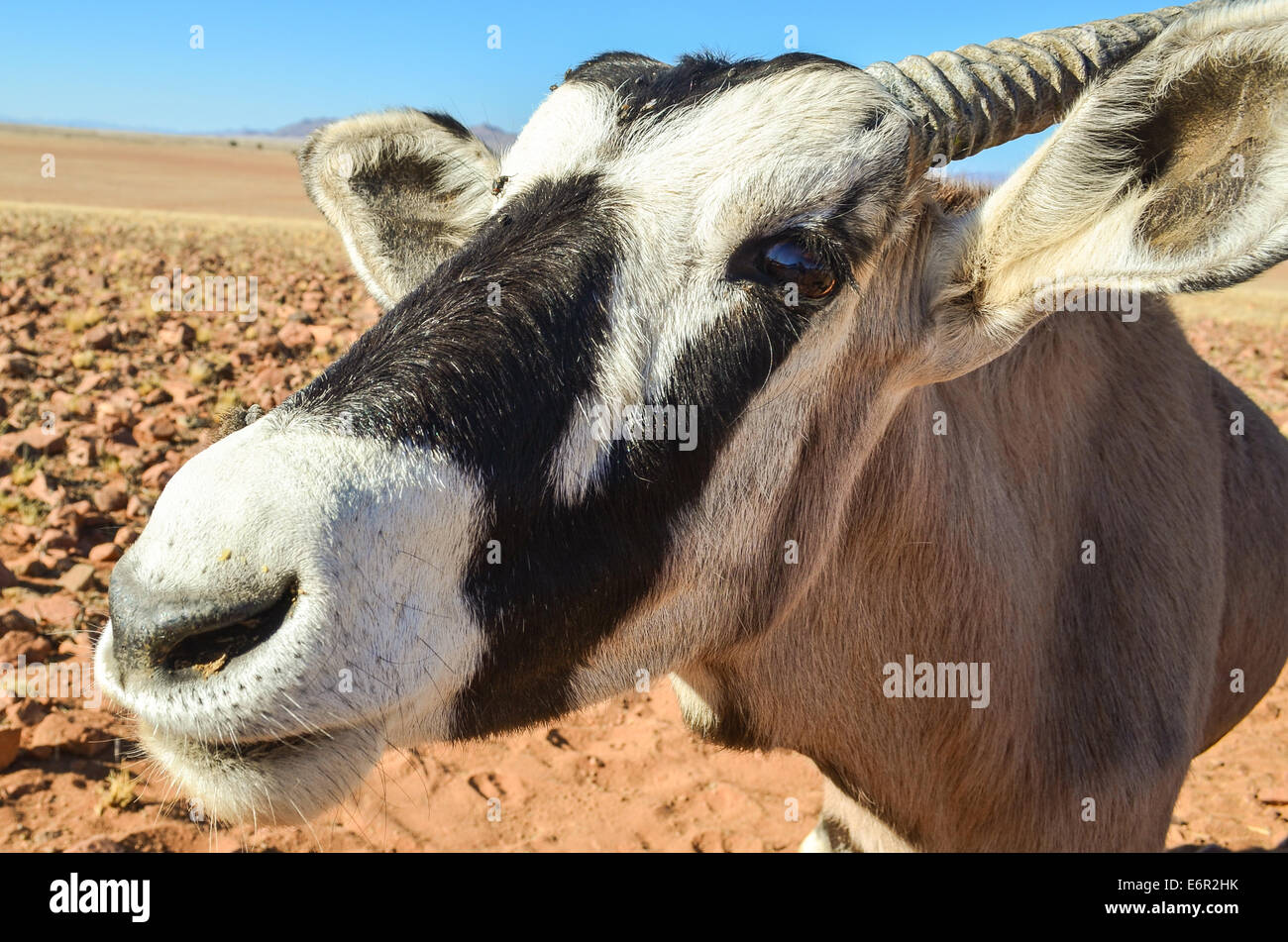 Close-up on the face of an oryx (gemsbok) Stock Photo