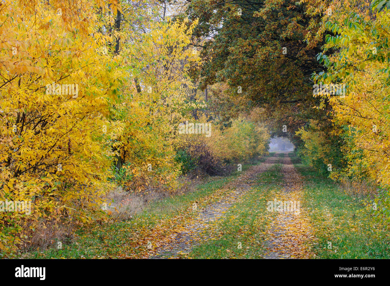 autumn scene, varnesch, goldenstedt, vechta district, oldenburger münsterland, lower saxony, germany Stock Photo