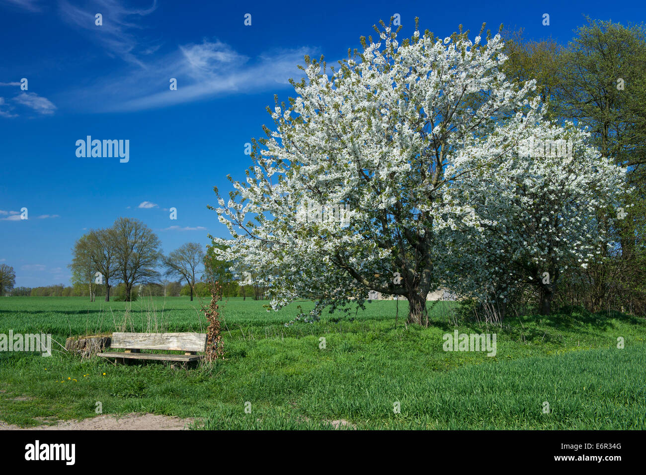 flowering cherry tree, carum, vechta, vechta district, oldenburger münsterland, lower saxony, germany Stock Photo
