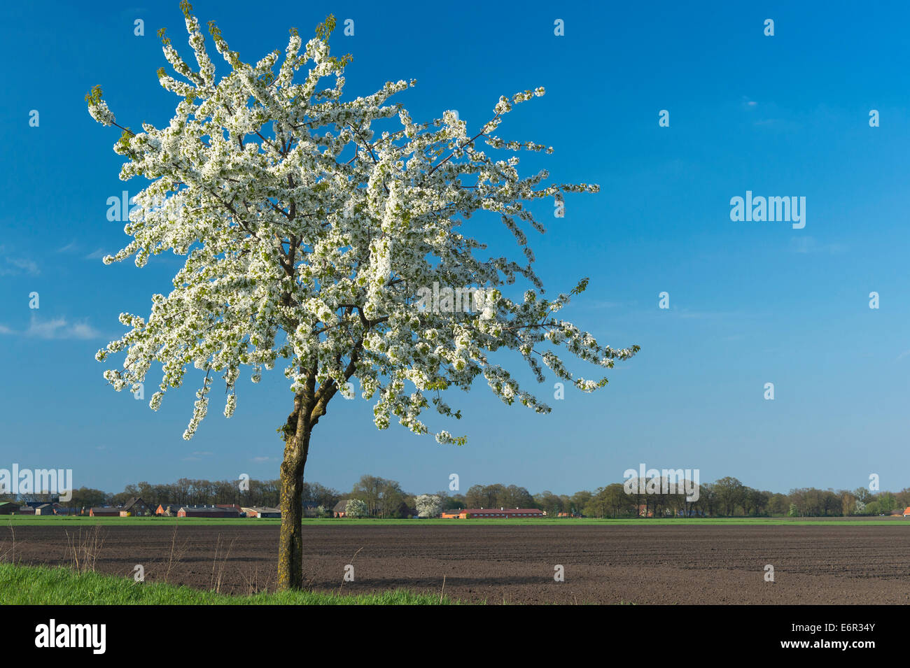 flowering cherry trees, osterfeine-bergfeine, damme, vechta, vechta district, oldenburger münsterland, lower saxony, germany Stock Photo