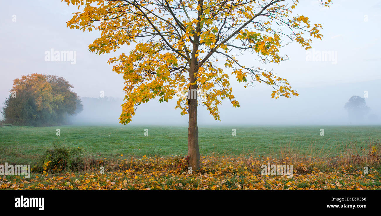 maple tree in autumn, vechta, vechta district, oldenburger münsterland, lower saxony, germany Stock Photo