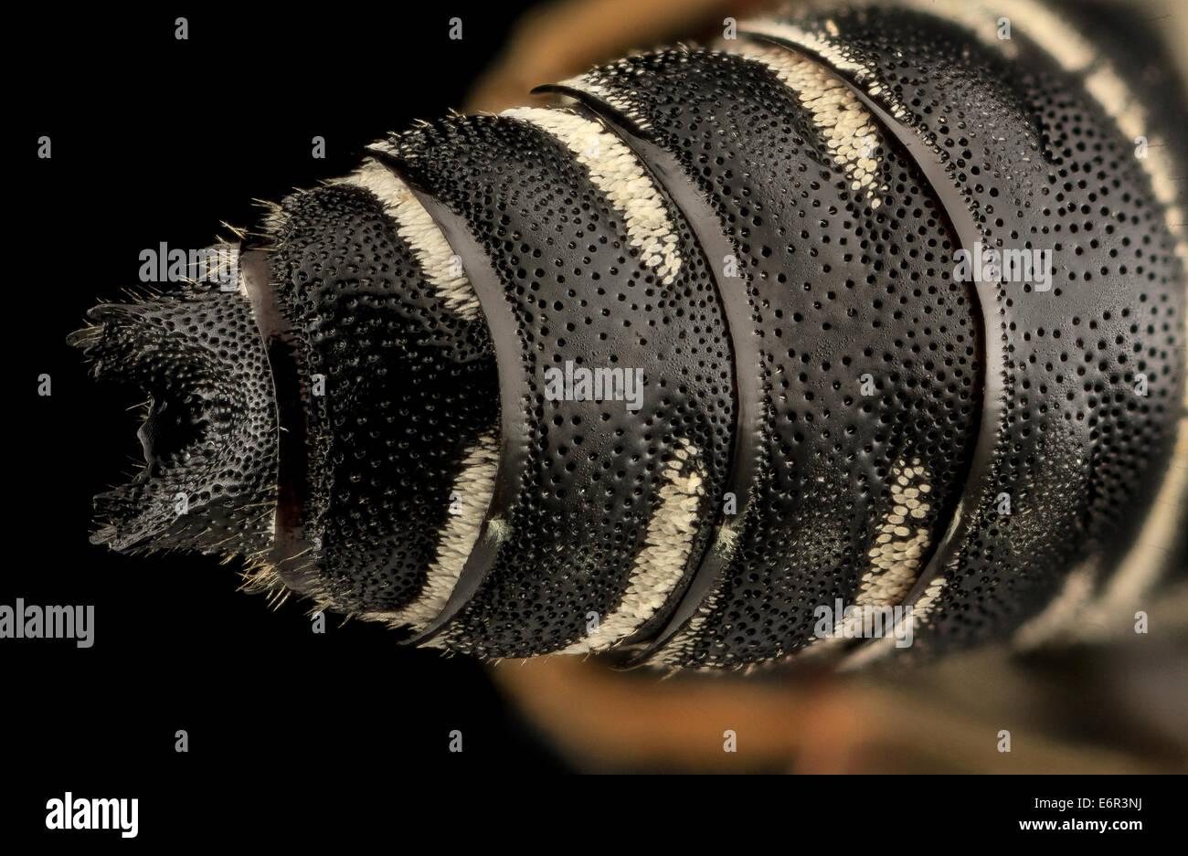 Coelioxys hunteri, a male bee, is a nest parasite of leaf-cutting bees ...