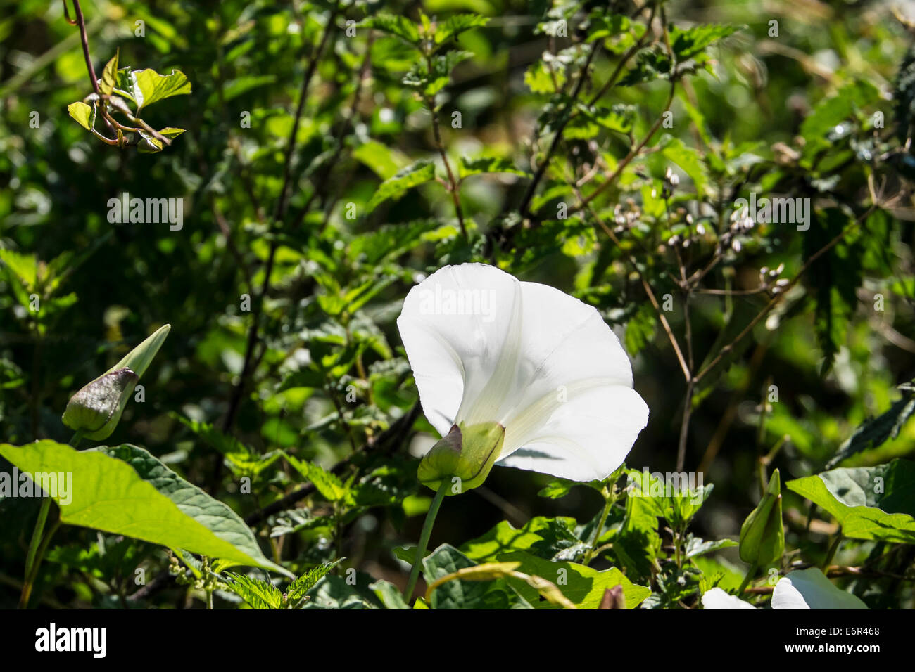 Backlit hedge bindweed flower trumpet bloom hedge bindweed flower Stock Photo