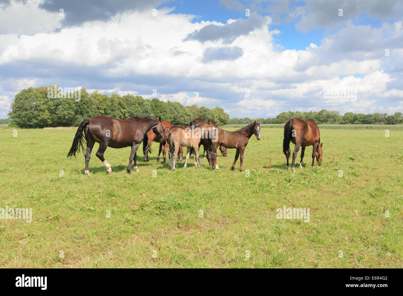 A herd of horses, mares and foals, in a green pasture with a row of trees in the background and a Dutch cloudy sky. Stock Photo