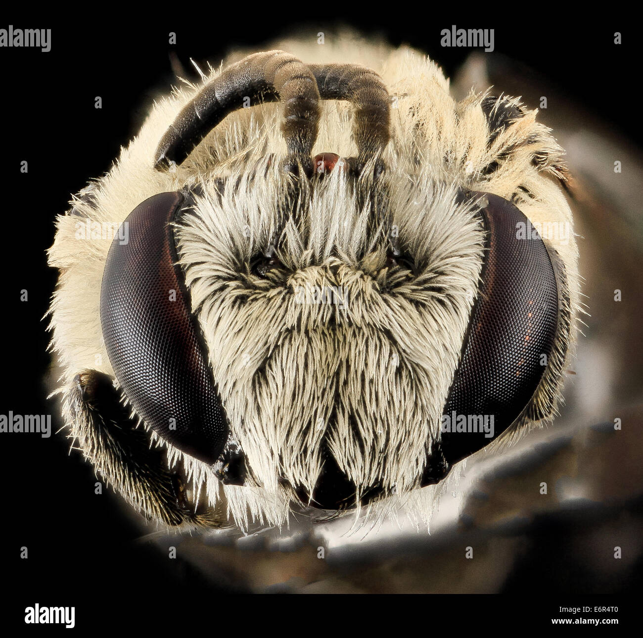 Colletes titusensis, M, Face, Brevard co, Honda, US 2013-11-19-080232 ZS PMax 10954951186 o Rarity here.  This is species was de Stock Photo