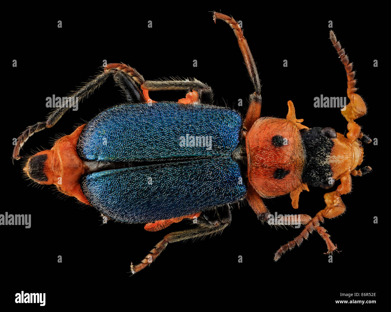 Callops hi-res stock photography and images - Alamy