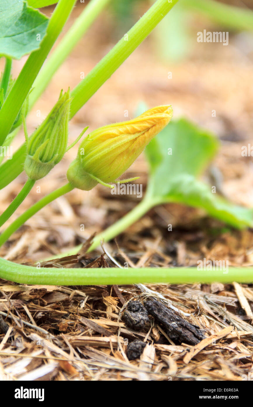 Squash Blossom Stock Photo Alamy