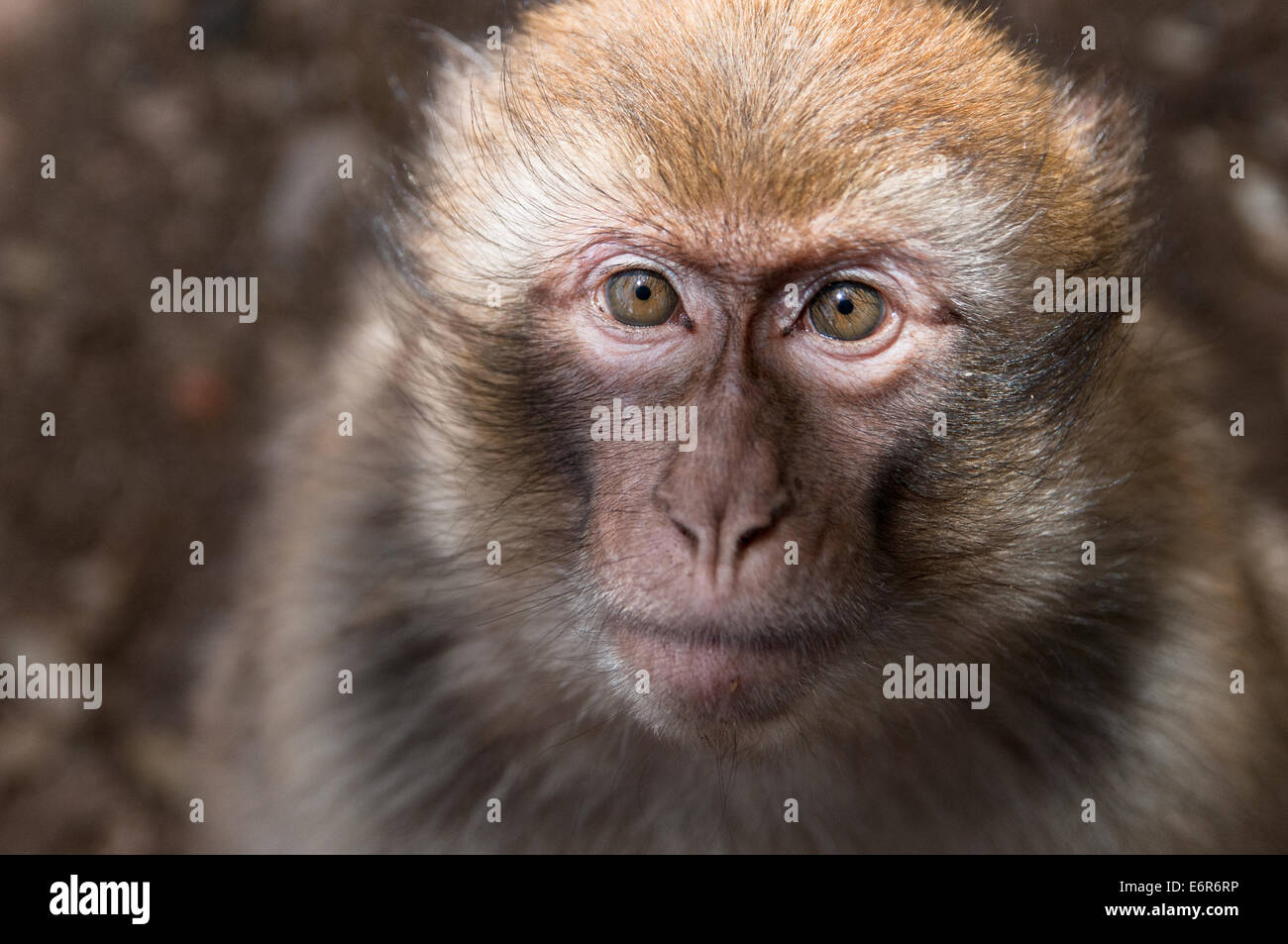 A baby monkey is looking surprised Stock Photo