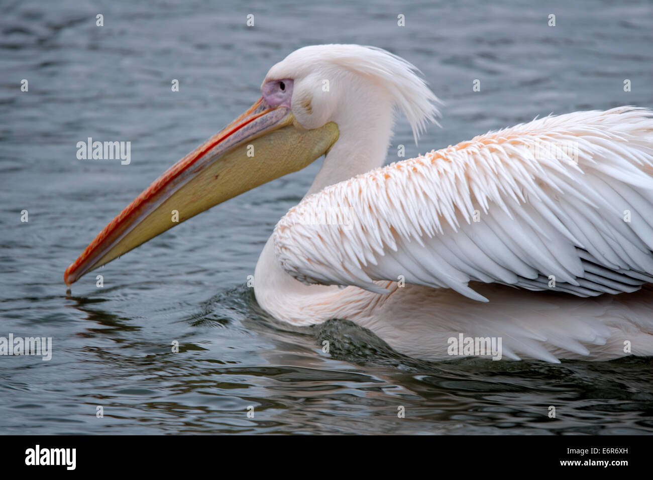 Great white pelican (Pelecanus onocrotalus) also known as the eastern white pelican, rosy pelican or white pelican. Stock Photo