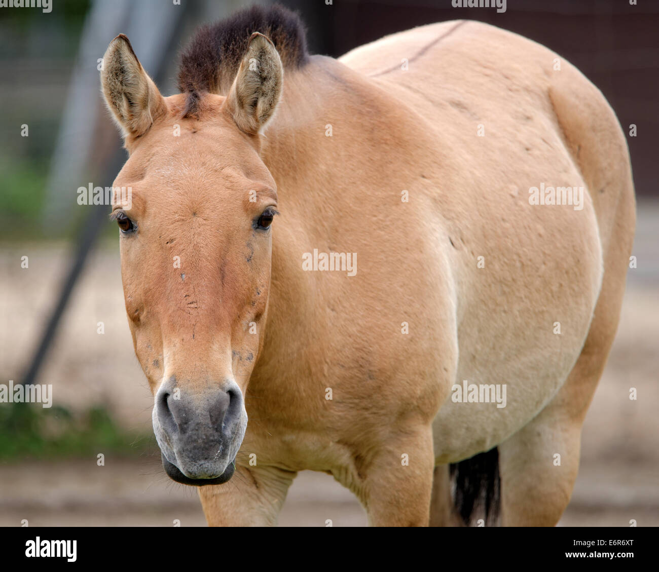 Przewalski's horse or Dzungarian horse, is a rare and endangered subspecies of wild horse (Equus ferus). Stock Photo