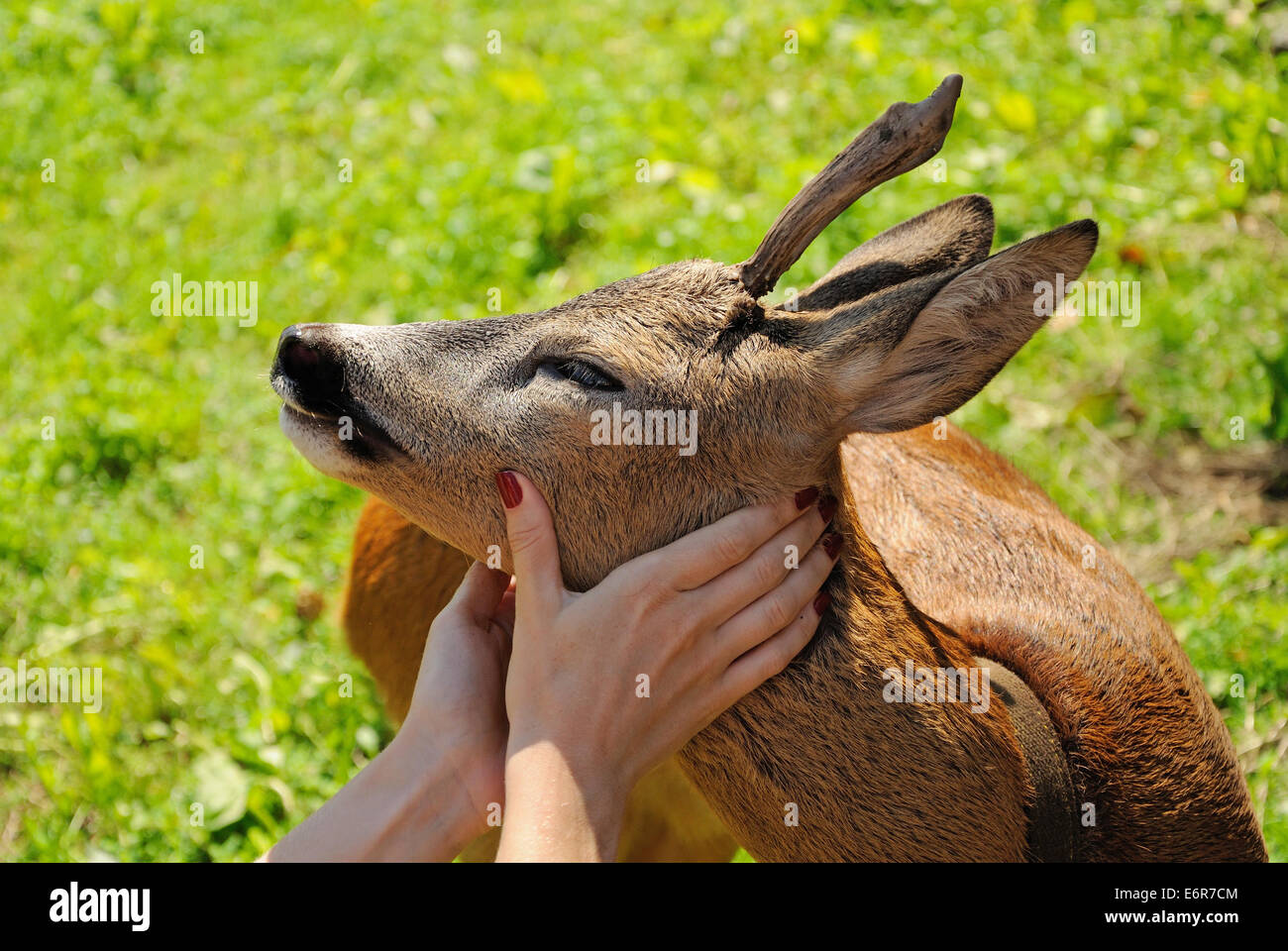 woman hands with red nails caressing a roadeer Stock Photo