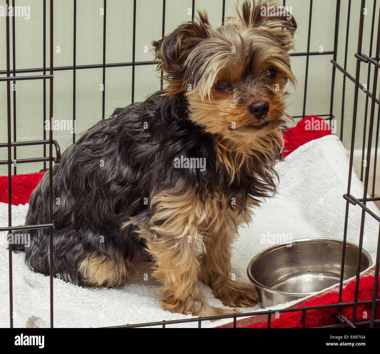 A Yorkshire Terrier points out that he is hungry by staring at his food bowl and then his owner. Stock Photo