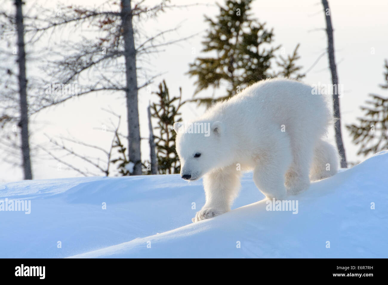 Polar bear (Ursus maritimus) cub coming out den and playing around, Wapusk national park, Canada. Stock Photo