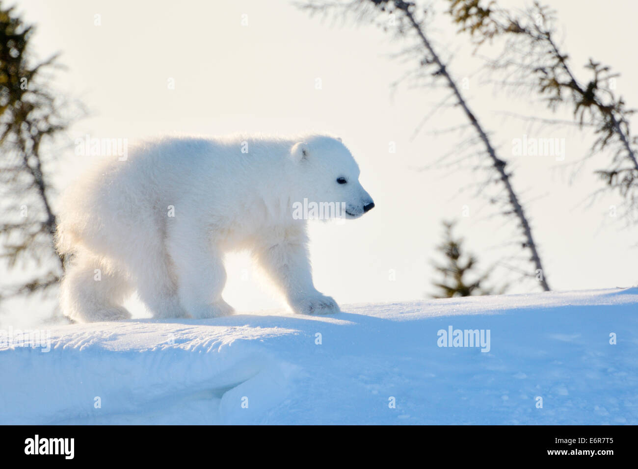 Polar bear (Ursus maritimus) cub coming out den and playing around, Wapusk national park, Canada. Stock Photo