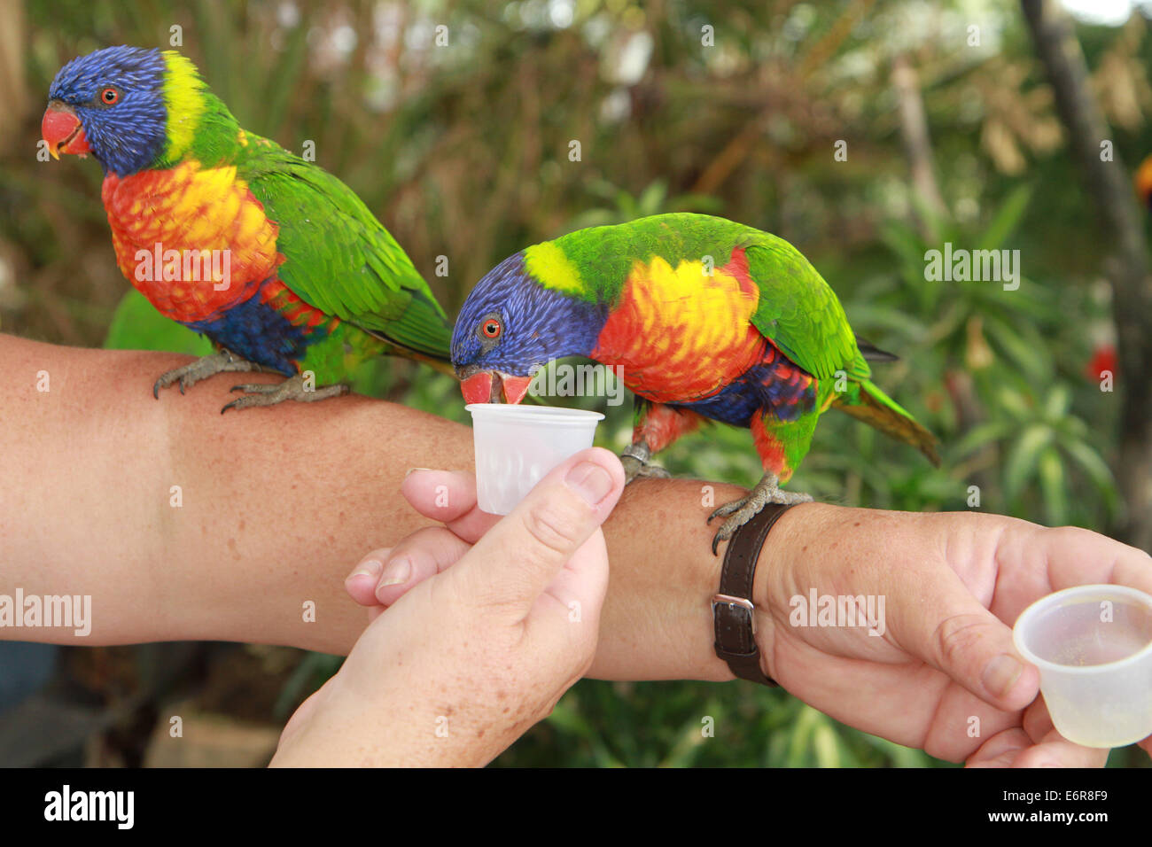 Lorikeets Feeding Stock Photo