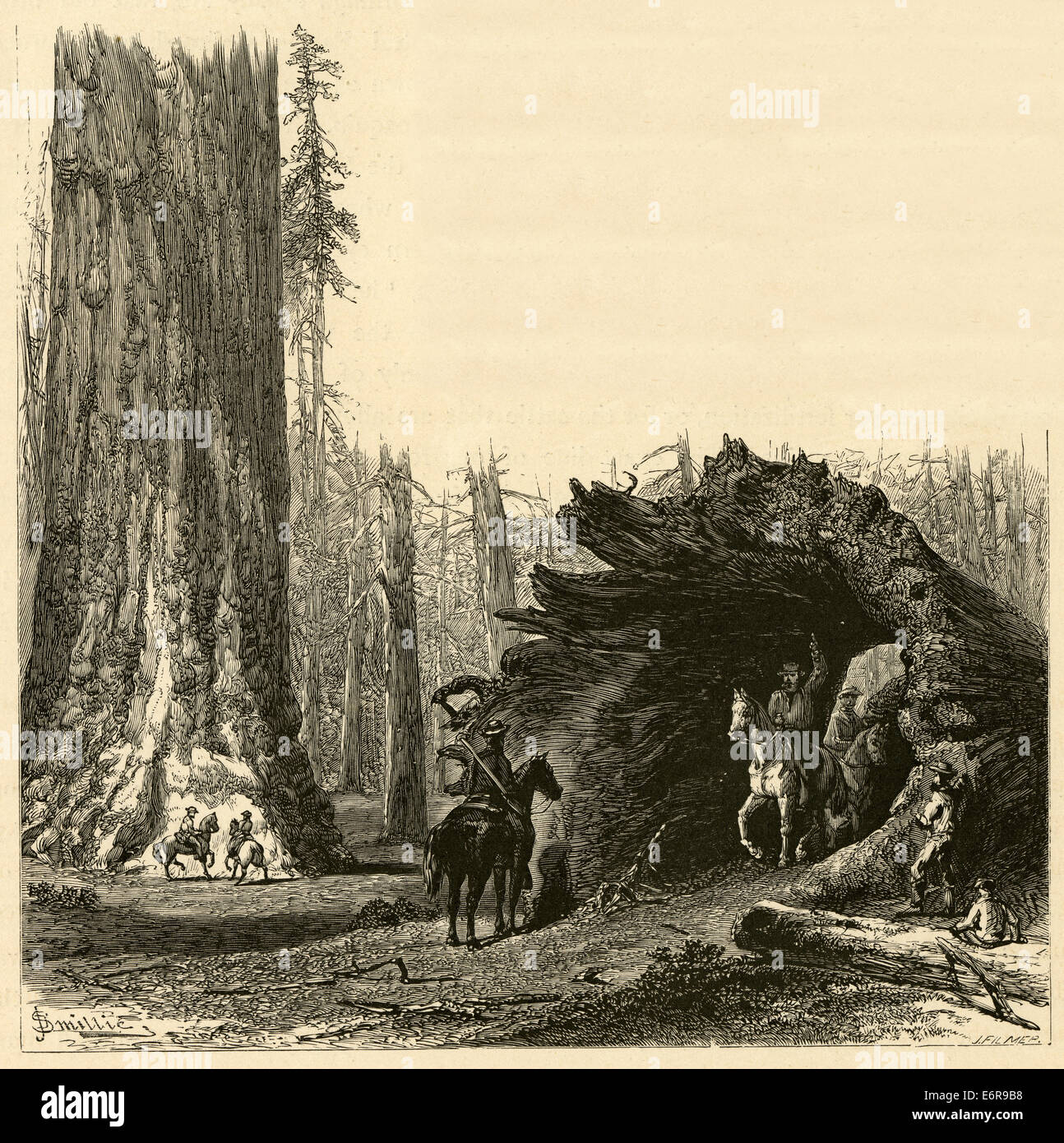 Circa 1870 antique engraving. Rider on horseback passes through a fallen giant sequoia tree in Yosemite National Park. Stock Photo