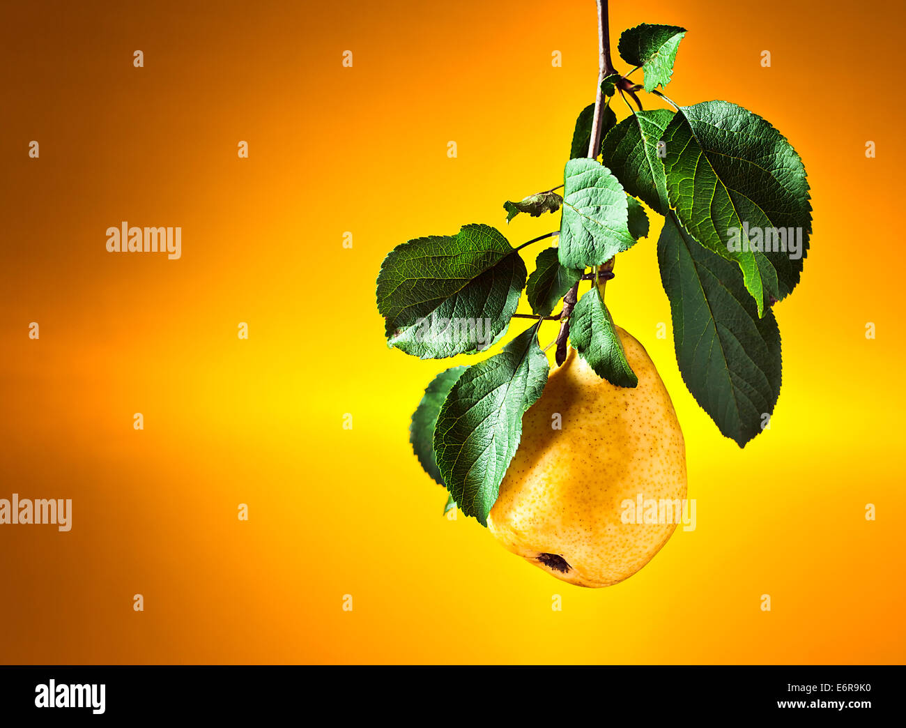Juicy ripe pear on a branch with leaves Stock Photo - Alamy