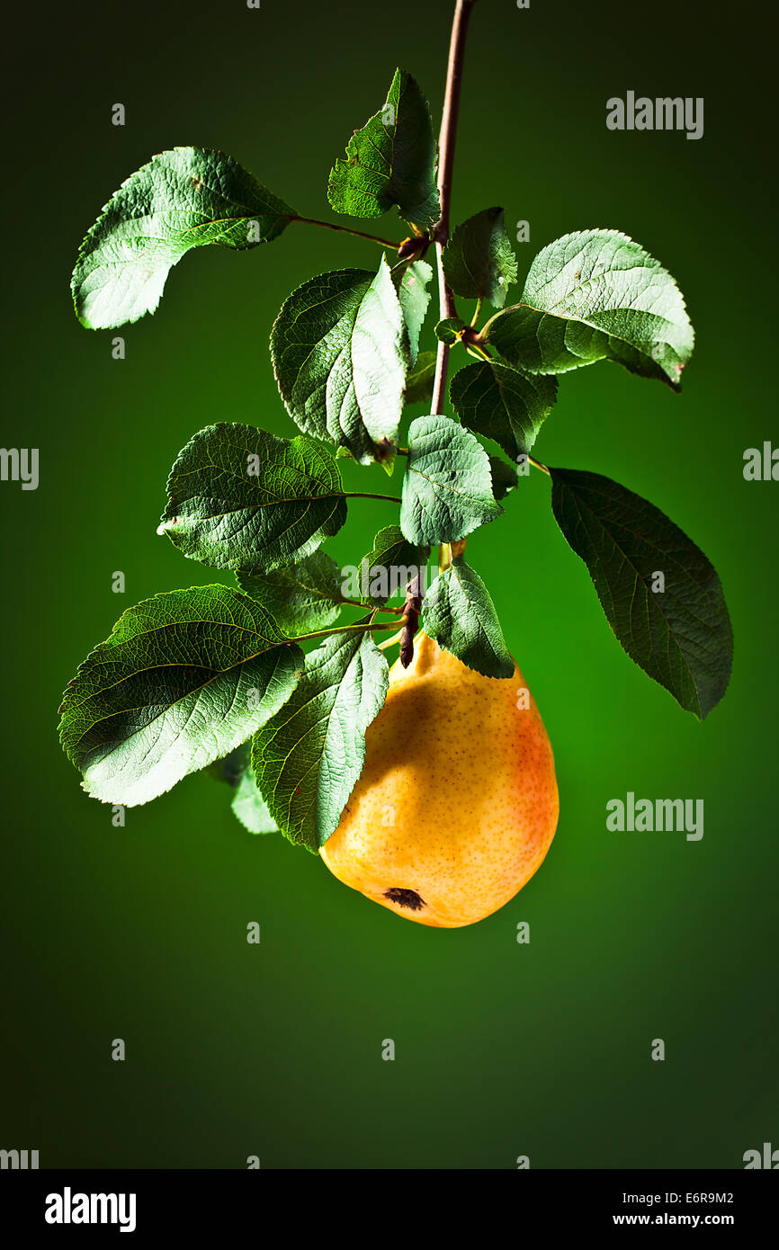 Juicy ripe pear on a branch with leaves Stock Photo - Alamy