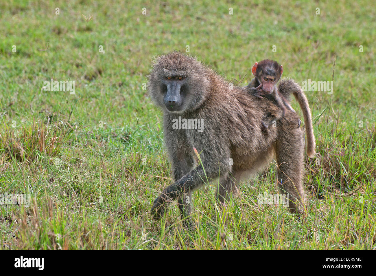 Female Olive Baboon carrying a baby on her back through grassland in Lake Nakuru National Park Kenya East Africa  OLIVE BABOON B Stock Photo