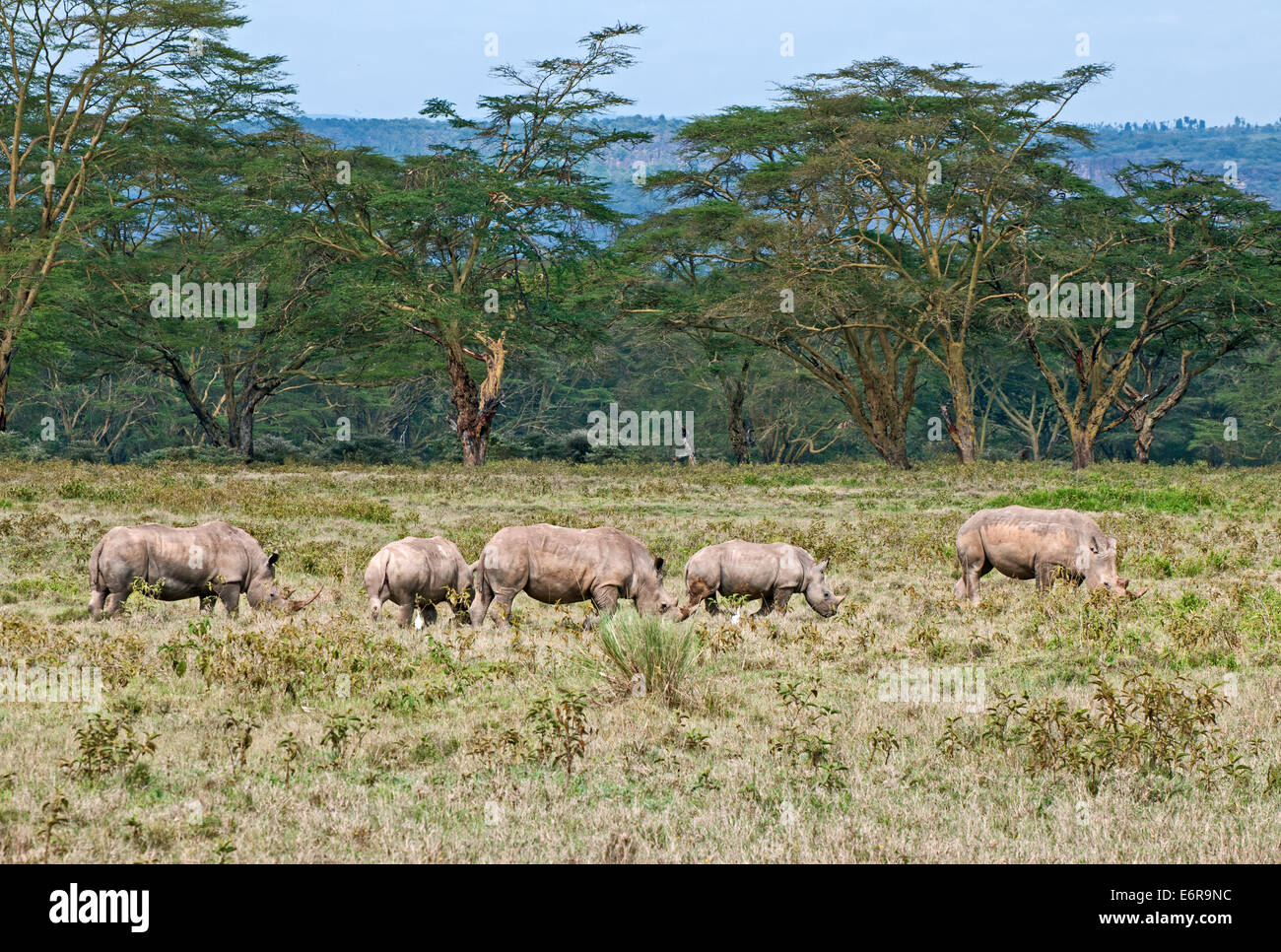 Five White rhinos grazing in grassland backed by acacia woodland in Lake Nakuru National Park Kenya East Africa Stock Photo