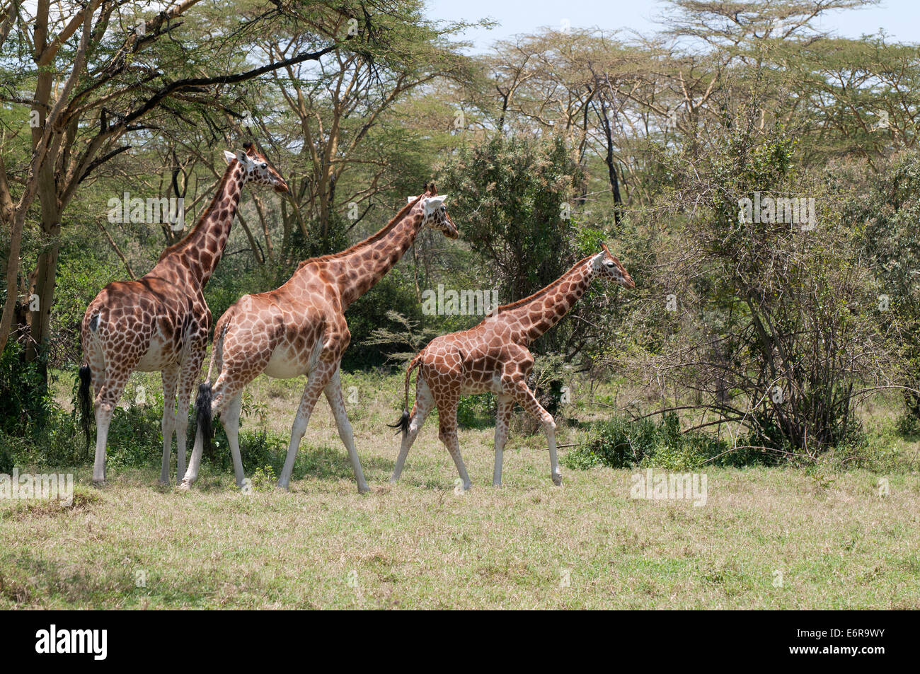 Three Rothschilds Giraffes in acacia woodland in Lake Nakuru National Park Kenya East Africa Stock Photo