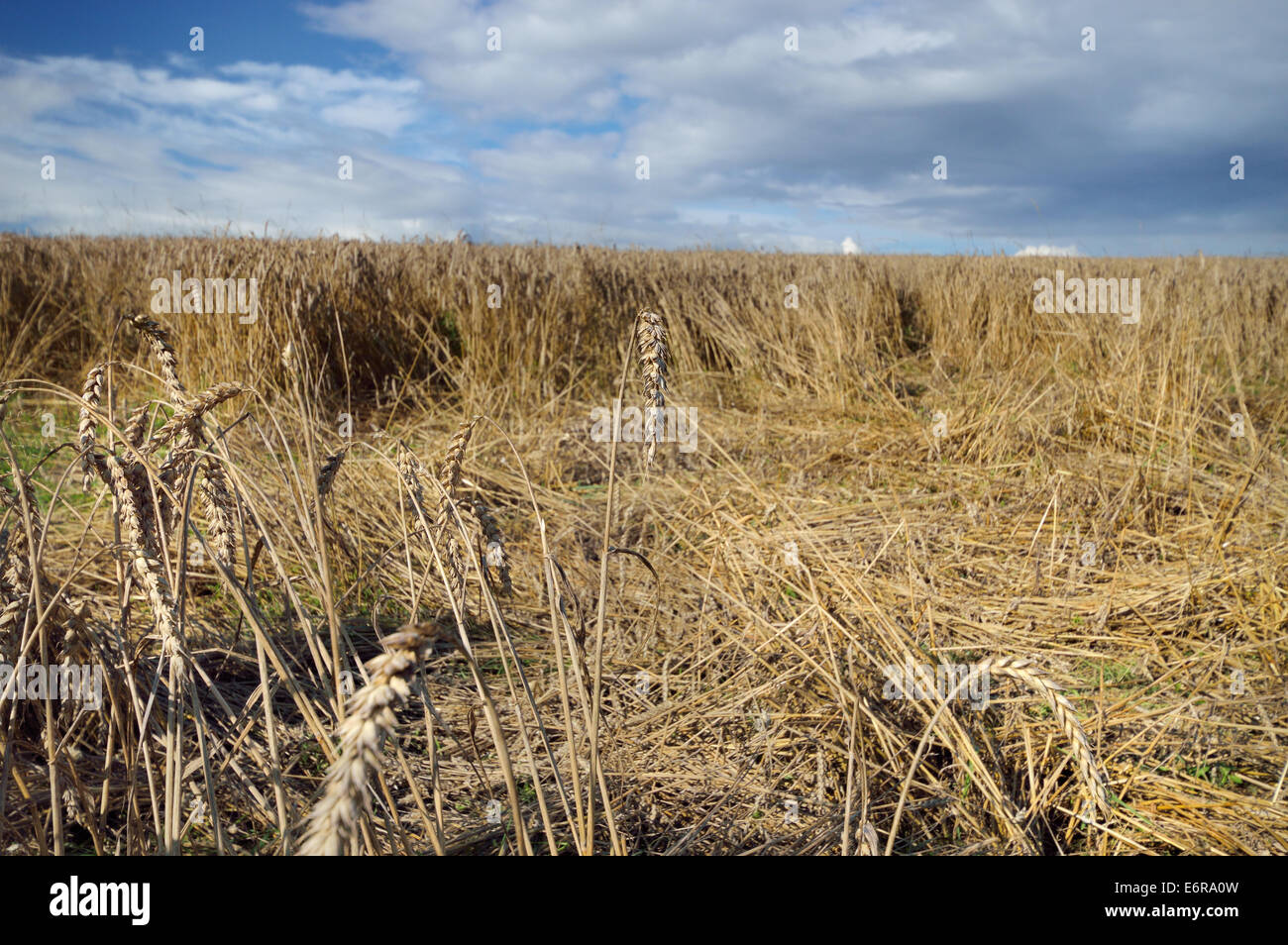 Damaged crops wheat made by wild boars. Field with lying wheat, loss in harvest. Stock Photo