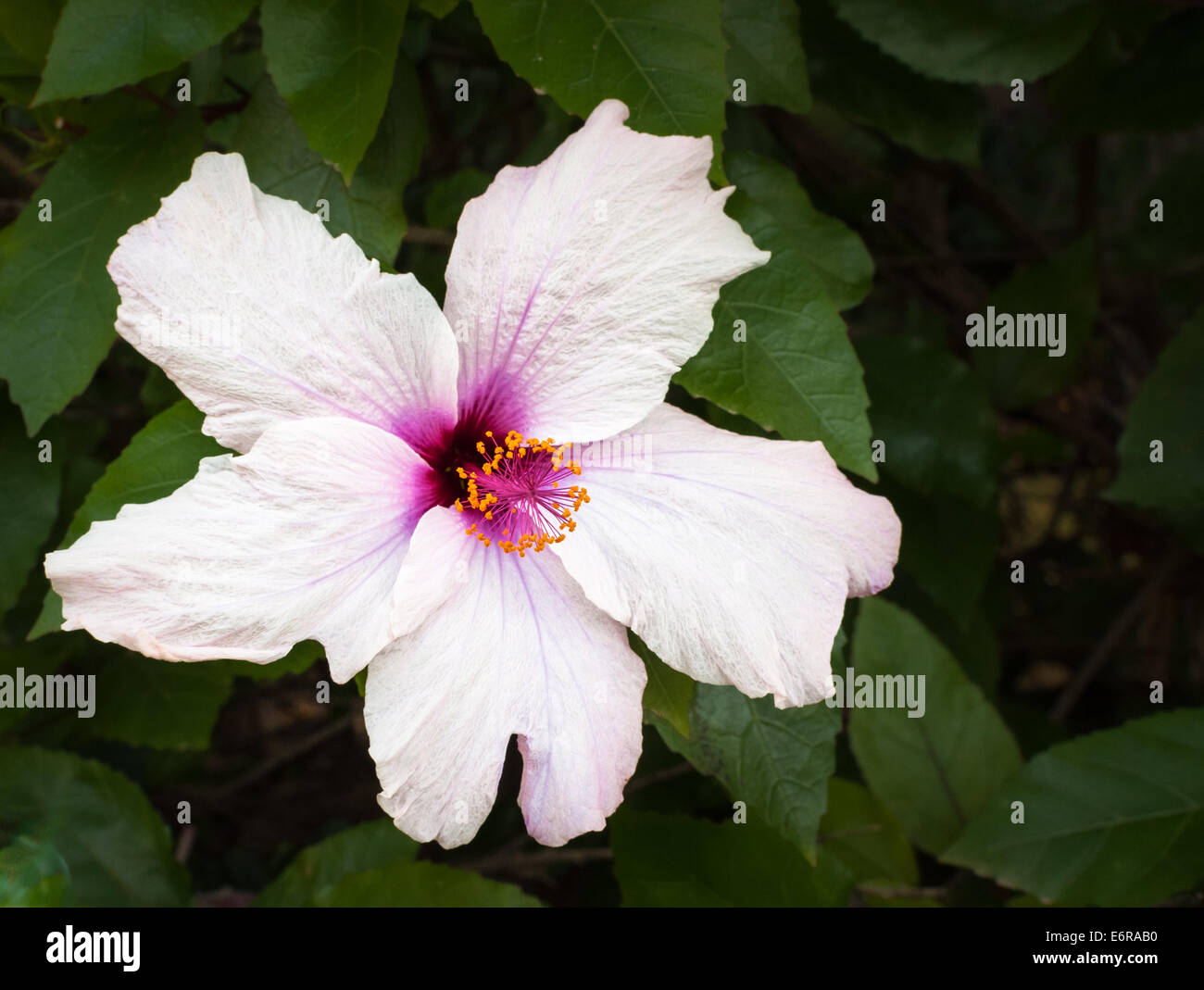white and purple hibiscus with green leaves background Stock Photo
