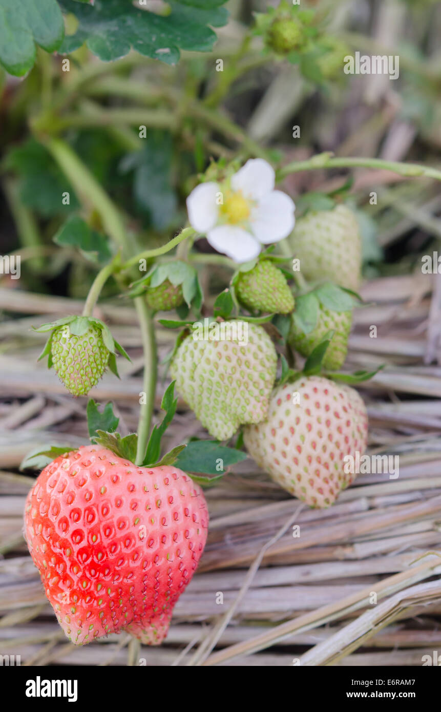 Strawberry plants already ripe to harvest Stock Photo - Alamy