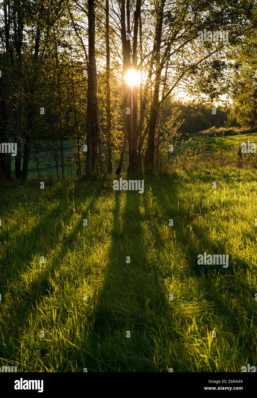 Spring Sun Through Trees Summer sunlight through trees hi-res stock photography and images - Alamy