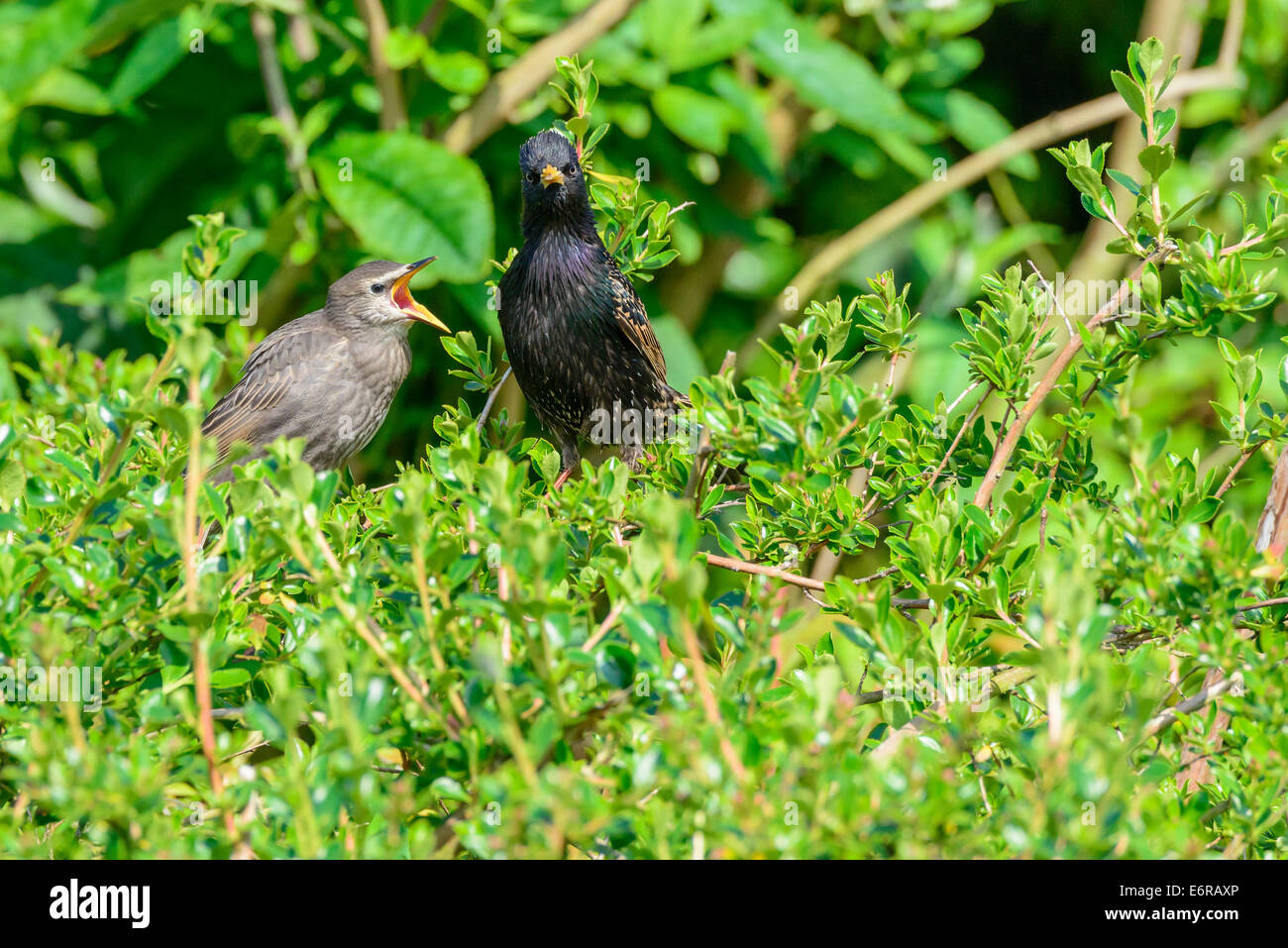 A juvenile common starling (Sturnus vulgaris) calls to its parent to be fed in an urban British garden. Stock Photo