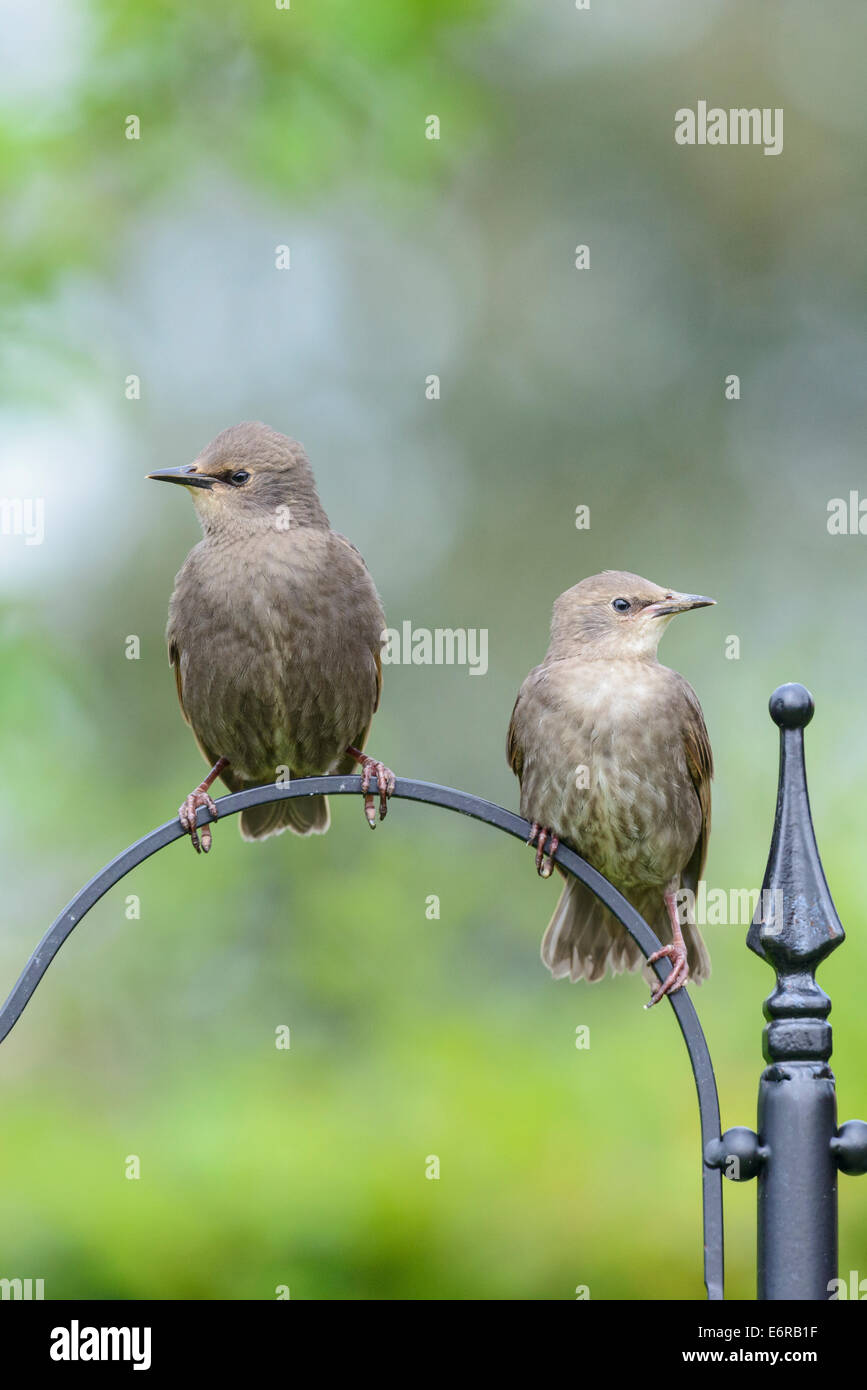 Two juvenile common starlings (Sturnus vulgaris) perch on the stand of a bird feeder in an urban British garden. Stock Photo