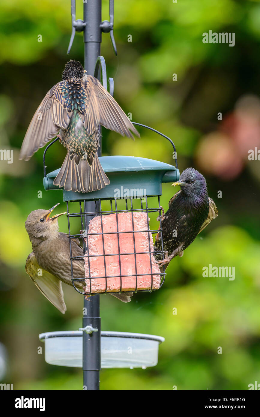 Two adult common starlings (Sturnus vulgaris) along with a juvenile on a bird feeder in an urban British garden. Stock Photo