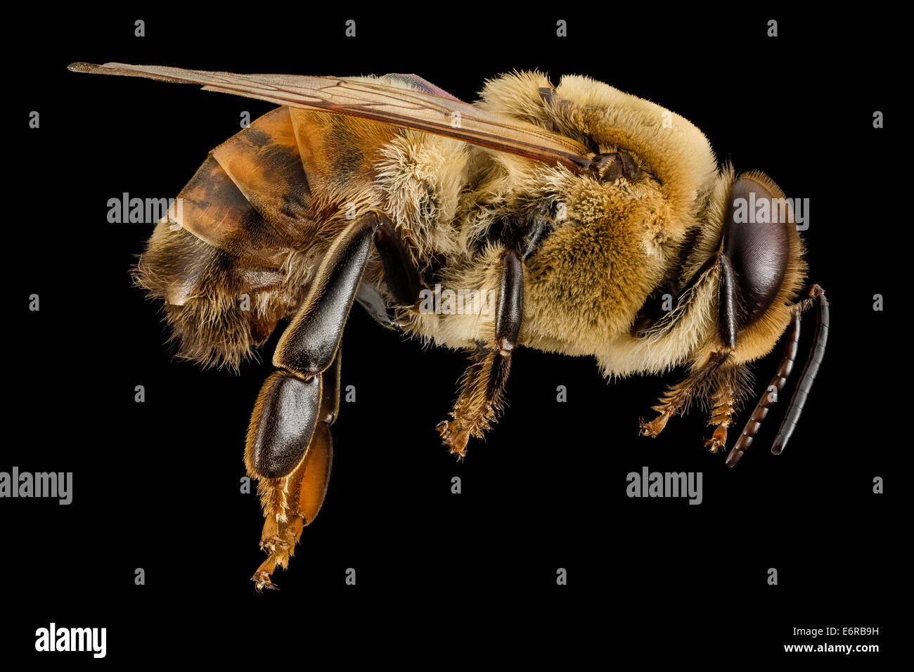 Drone honeybee apis mellifera hi-res stock photography and images - Alamy