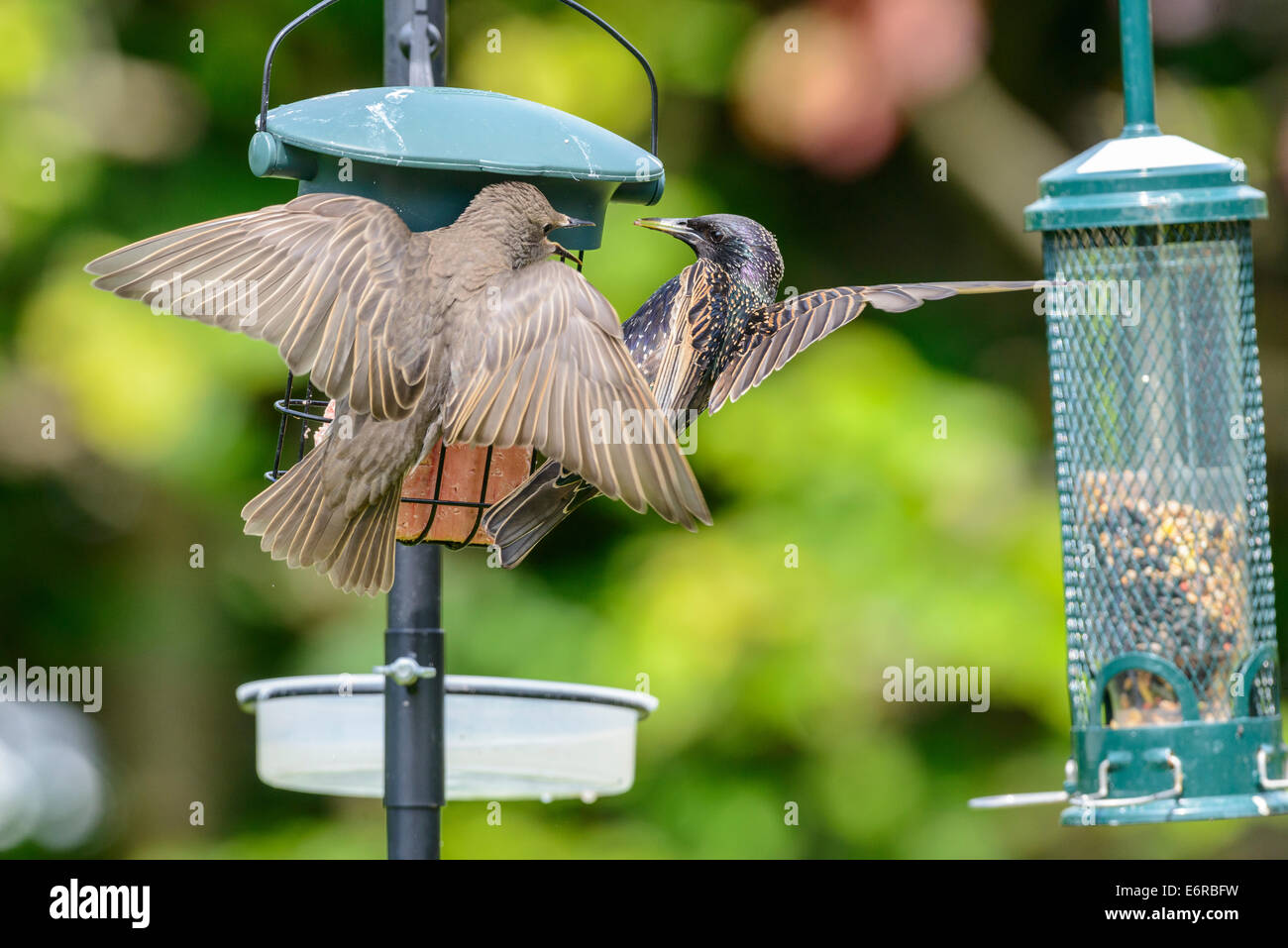 An adult common starling (Sturnus vulgaris) along with a juvenile on a bird feeder in an urban British garden. Stock Photo