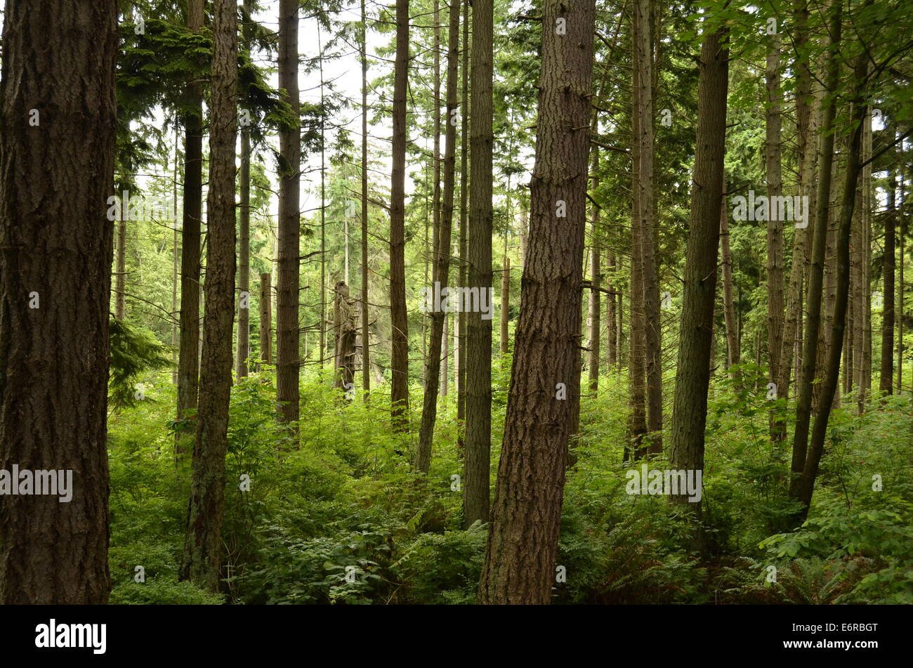 A beautiful forest garden right beside the Vancouver Aquarium Stock Photo