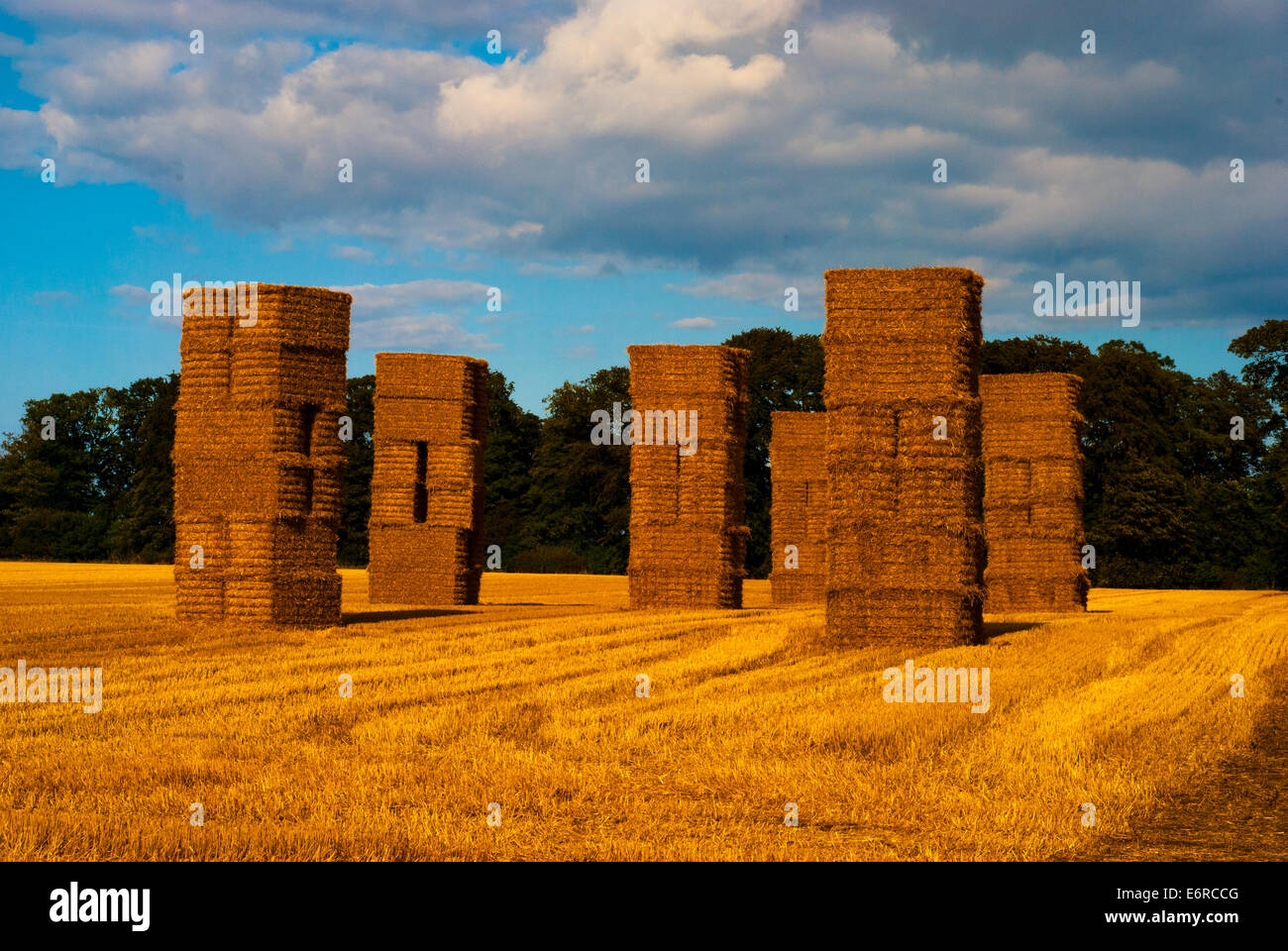 Hay Bales on a summers day at sunset with a strong golden glow Stock