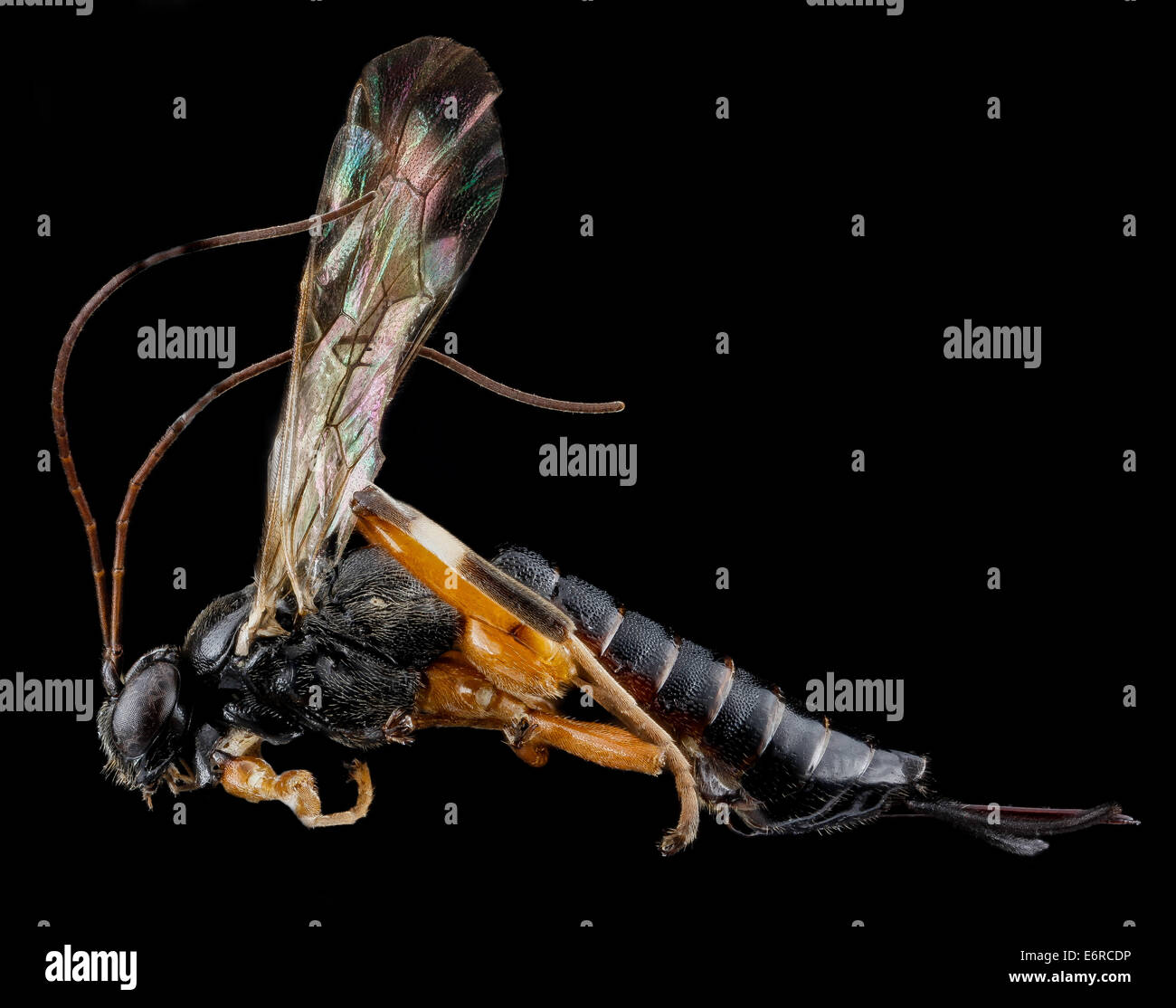 A female Ichneumonid wasp is photographed in Suffolk County, New York ...