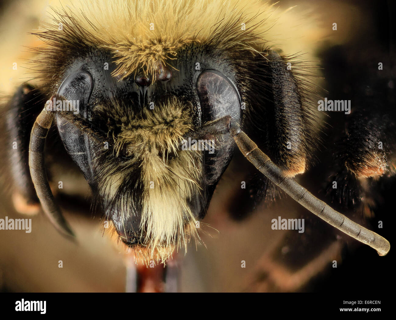 Intersex, Bombus bimaculatus, gyn, face, washington, oh 2014-05-07-193034 ZS PMax 14145976752 o As happens rarely in bees, this  Stock Photo