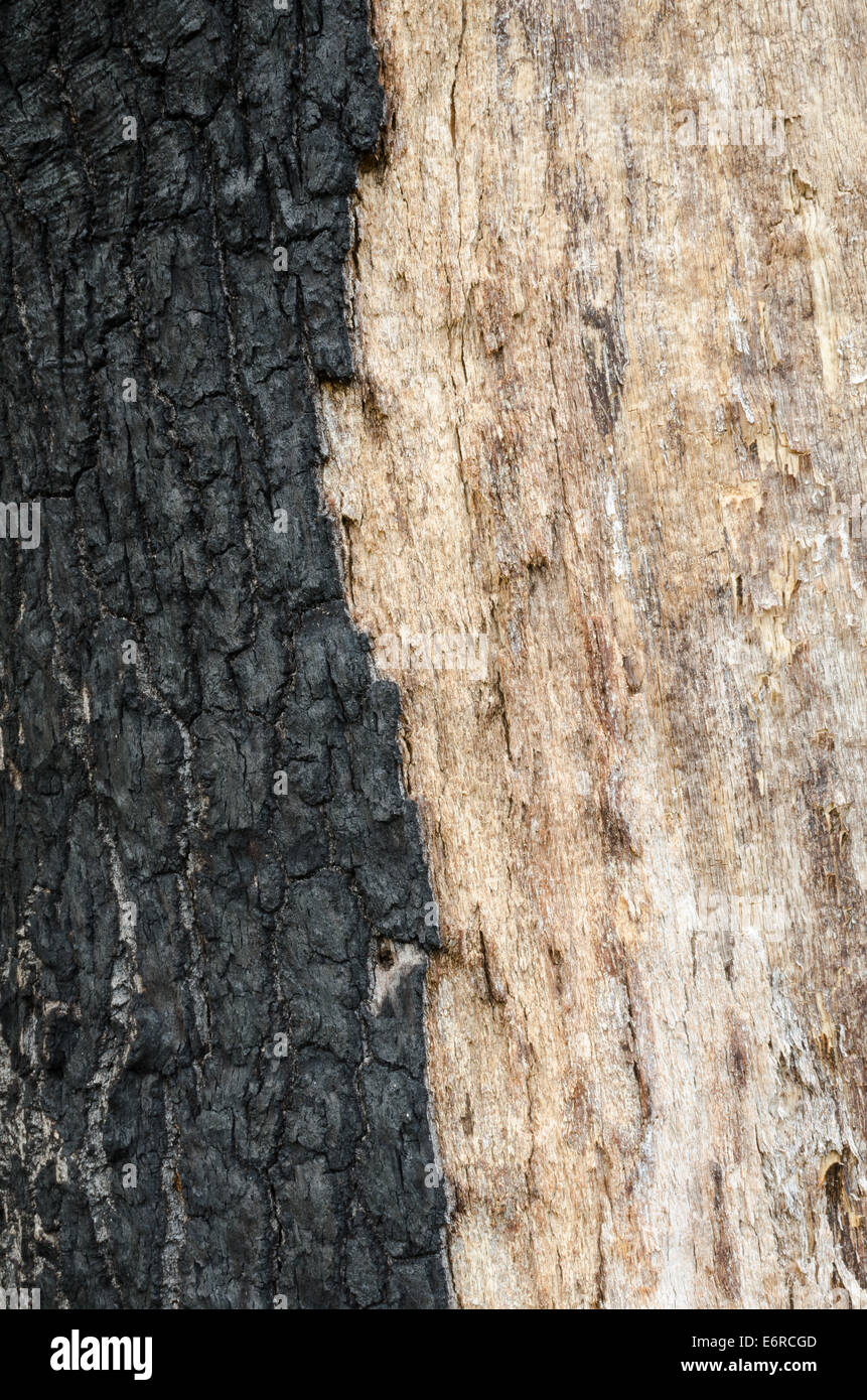 close up to burnt tree bark Stock Photo Alamy