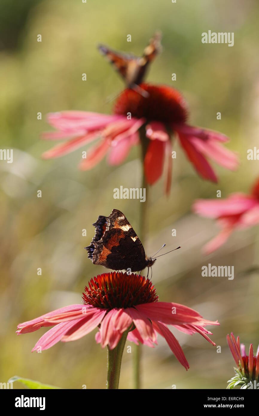 Shell flower hi-res stock photography and images - Alamy