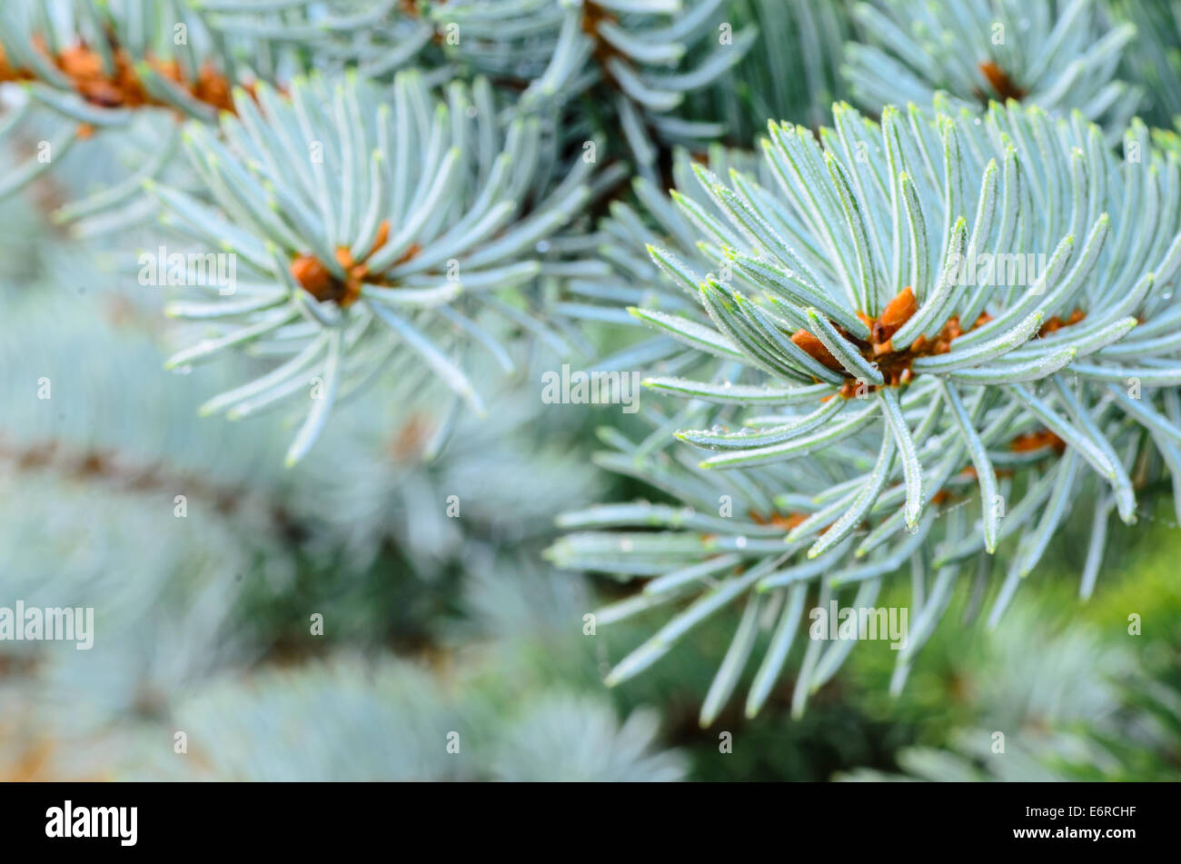 closeup to twig of blue spruce Stock Photo