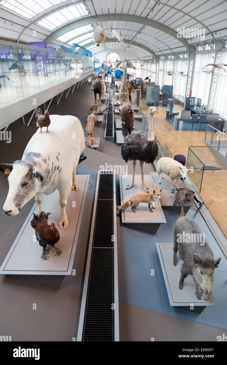Stuffed animals in the Natural Science Museum of Brussels, Belgium Stock  Photo - Alamy