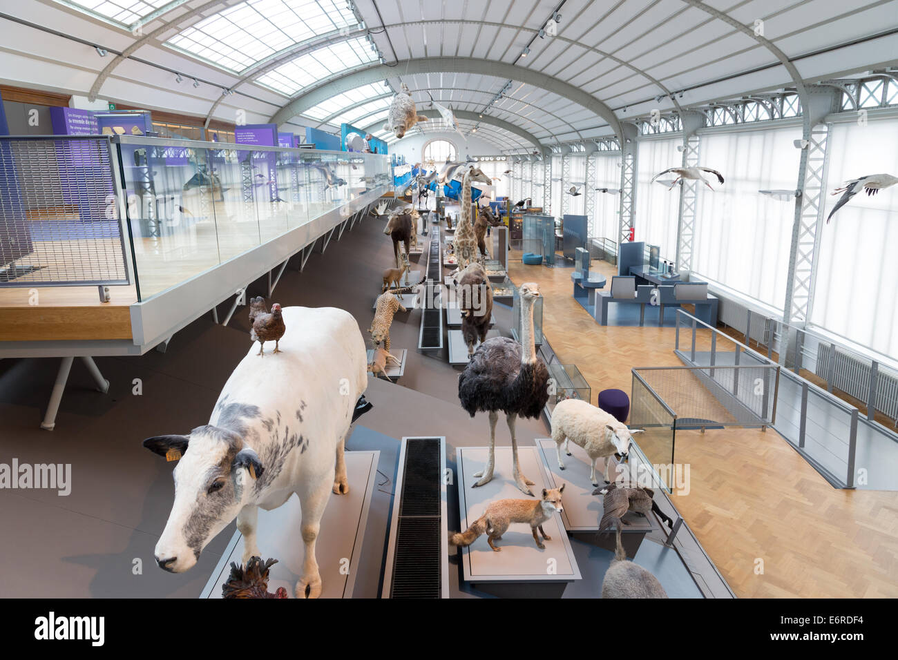 Stuffed animals in the Natural Science Museum of Brussels, Belgium Stock Photo