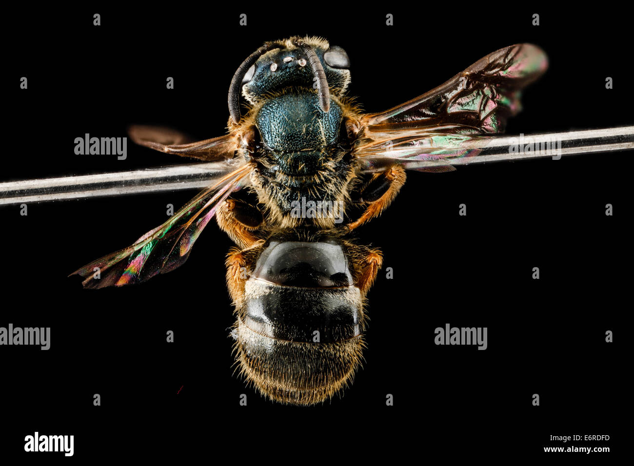 L reticulatum, F, back, Camden County, Georgia 2013-01-30-140706 ZS PMax 14742996662 o A Deep South bee I associate with piney w Stock Photo