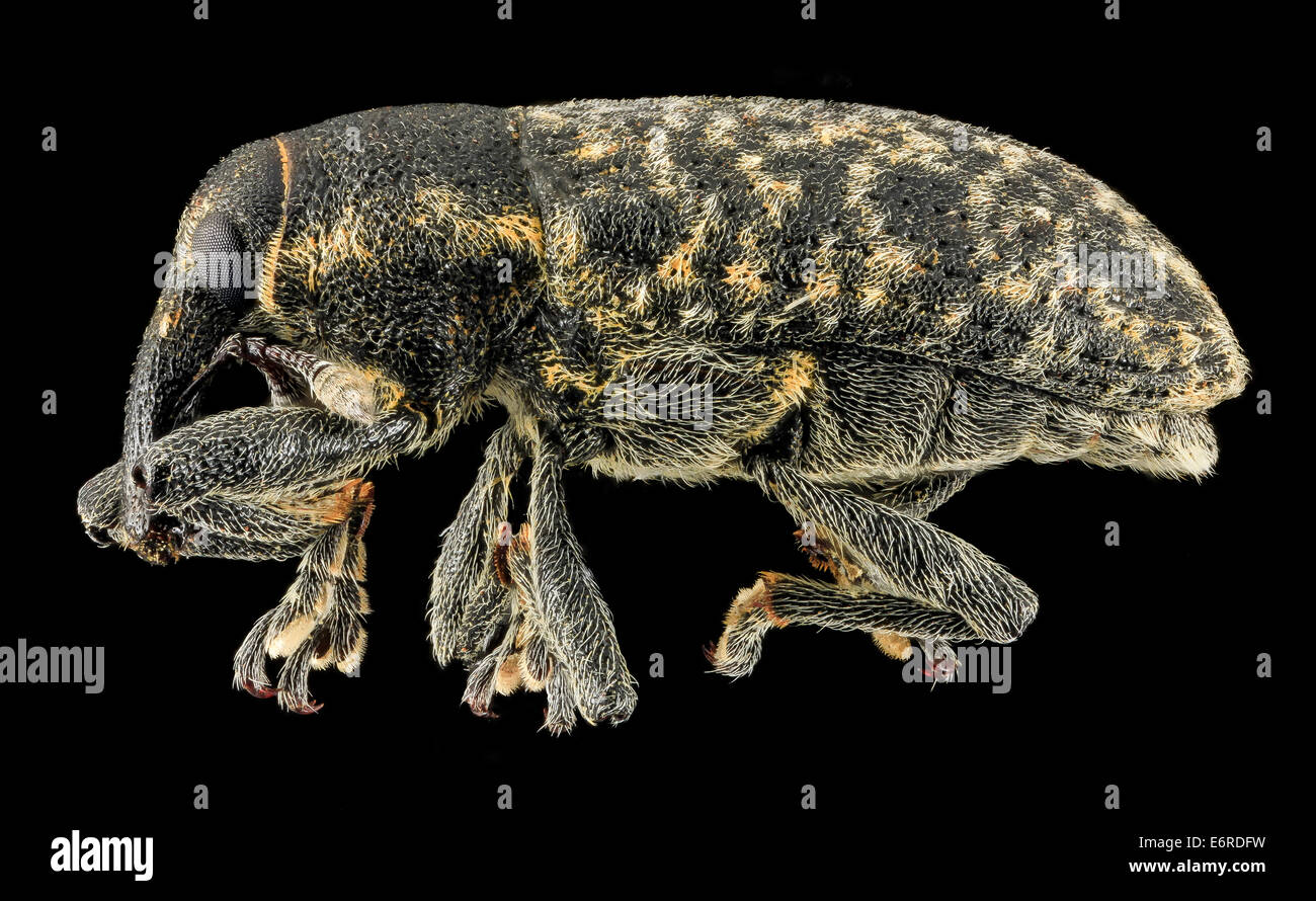 Larinus planus, a type of weevil, was collected by Noel Pavlovic near ...